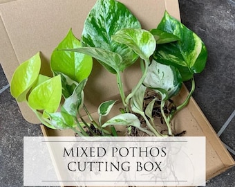 Mixed pothos cuttings box, Epipremnum rooted cuttings bundle