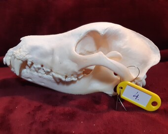 German Shepherd real skull /anatomy / veterinary / learning / school / degreased & bleached/ zoology/