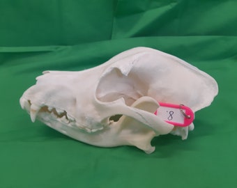 Bernese mountain dog / real skull /anatomy / veterinary / learning / school / degreased & bleached/ zoology/