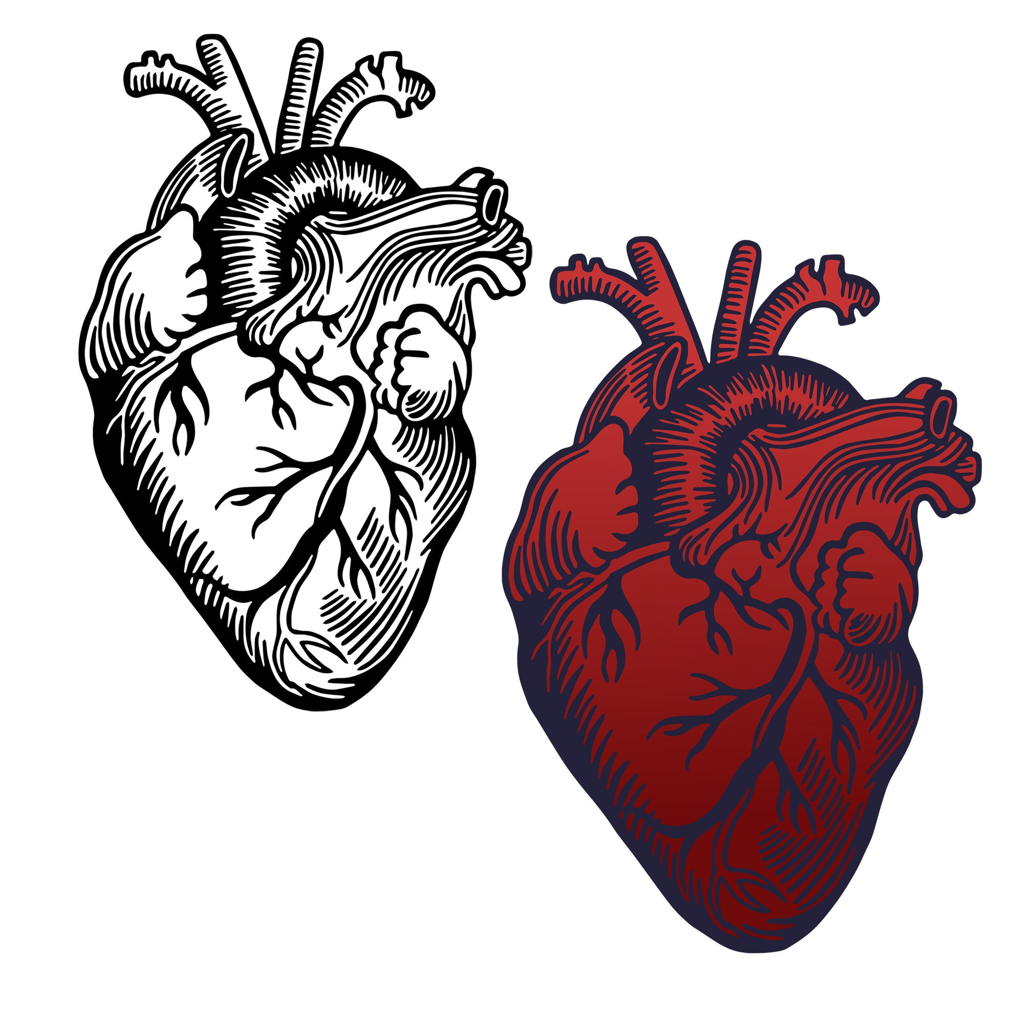 Anatomical Heart Digital Files for Free Personal and Commercial Use