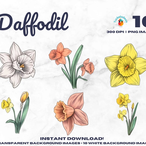 Daffodil Clipart - PNG Clip Art Bundle  - Hand Drawn Style - Spring Flowers - Wedding Graphics - Social Media -  Digital Download - 300 DPI