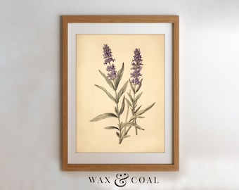 Vintage Lavender Print, Floral Wall Art, Botanical Art, Flower Painting