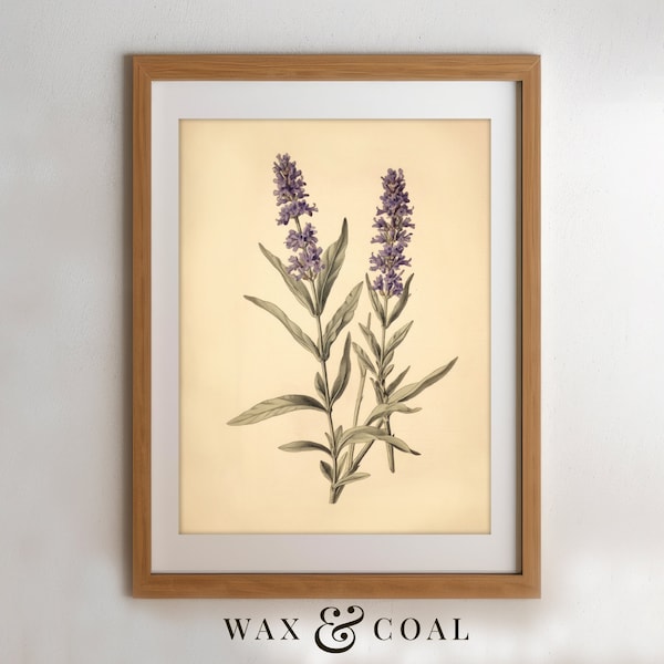 Vintage Lavender Print, Floral Wall Art, Botanical Art, Flower Painting