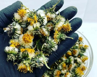 May include: A collection of dried dandelion flower heads with yellow petals and white, fluffy seed centres. The flowers are held in a dark-gloved hand, with additional dried dandelion heads visible in a clear glass bowl positioned below.