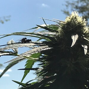 Make Love... Get High!