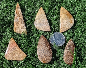 Cabujón de coral fósil, de Indonesia. Usted eligió la piedra preciosa. Formas extrañas. Roca de coral fósil, colgante, cristal, FC3.0