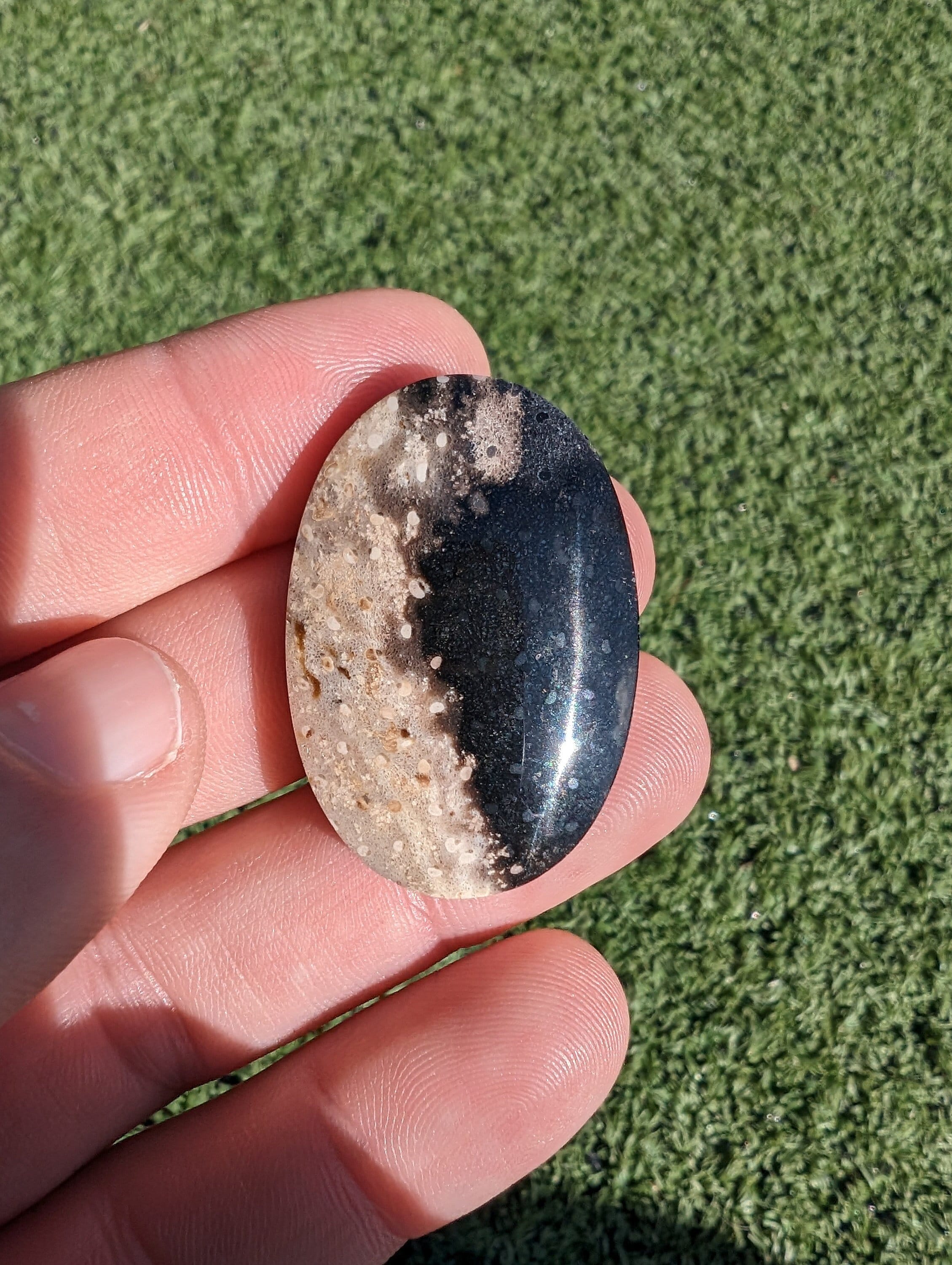 Palm Root Cabochon, Petrified Wood Oval Shape Cabochon, Petrified