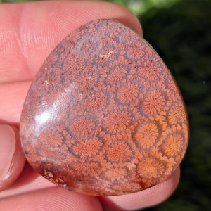 Red Fossil Coral Cabochon, From Indonesia. FC 23.1 Odd Shaped Fossilized Coral Cab for Jewlery making
