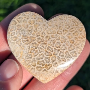 Fossil Coral Heart Cabochon, Fossilized Coral Heart Shaped Crystal. From Indonesia. FCH 2.3
