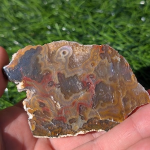 May include: A polished agate stone slice with a natural, layered pattern. The stone features bands of brown, red, and cream colors. The agate is held in a hand against a blurred green background.