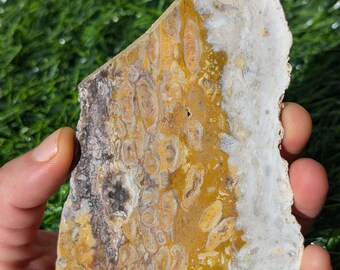 Petrified Wood Slab, Yellow and White Indonesian Petrified Wood Slab for display. PWY1.2 colorful Petrified wood Slice. thickness .19&quot; thick