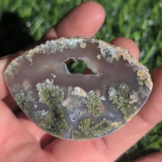 Agatized Moss Agate Petrified Wood Slab or Slice. Cross Section of