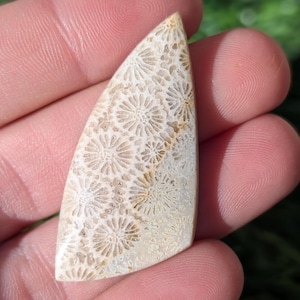 Fossil Coral Cabochon, From Indonesia. FC 19.6 Odd Shaped Fossilized Coral Cabochon for Jewlery making.