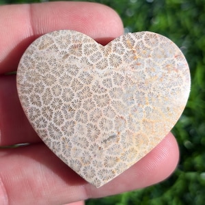 Fossil Coral Heart Cabochon, Fossilized Coral Heart Shaped Crystal. From Indonesia. FCH 1.1