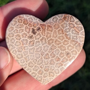Fossil Coral Heart Cabochon, Fossilized Coral Heart Shaped Crystal. From Indonesia. FCH 2.4