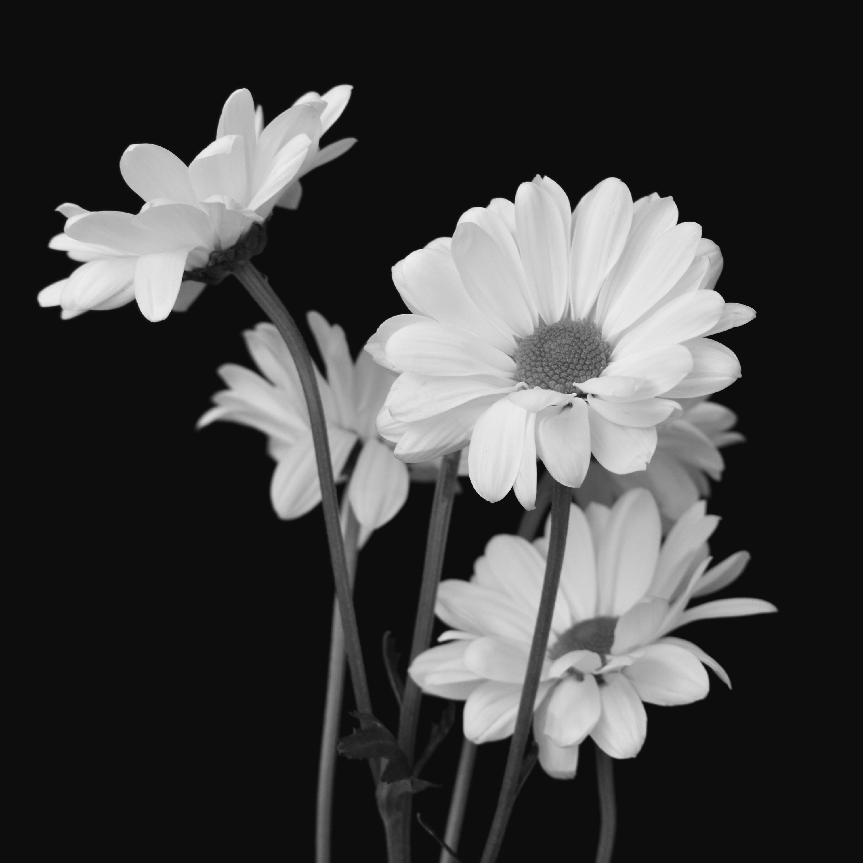 Daisy Black And White Background