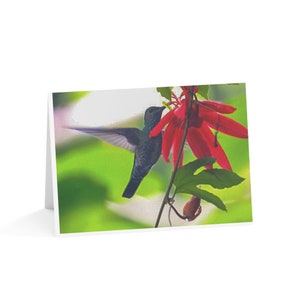 Hummingbird Greeting Cards (! or 10 Pieces), Bird Lover Gift, Nature Lover Gift