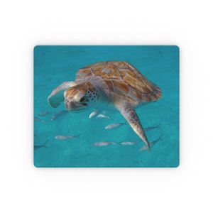 May include: A green sea turtle swims in turquoise water with a shoal of silver fish. The turtle has a brown shell with light brown markings.