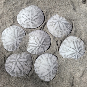 3 inch Sand Dollars created out of Plaster of Paris. Each order has 10 Sand Dollars.  Beautiful gift, sea creatures, crafts