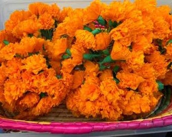 Mini Marigolds