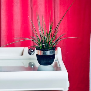 May include: A potted plant with long, thin green leaves sits on a white table with a glass top. The table has a chrome base and is in front of a red wall.
