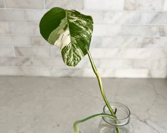 High White Stem - Variegated Monstera Cutting - 2 Mature Leaves - White Monstera Deliciosa Cuttings