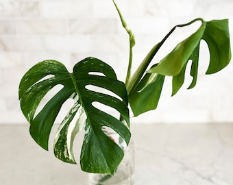 Variegated Monstera Albo Cutting - 1 Leaf Unraveling - 2 Mature Leaves - High White Variegation - White Monstera Deliciosa