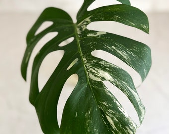 White Monstera Plant For Sale - Variegated Monstera Cutting - 1 Large Leaf with Gorgeous White Color