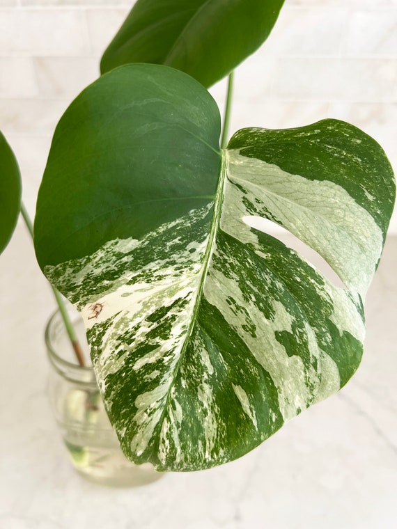 plants like pothos Pothos Manjula | Houseplants