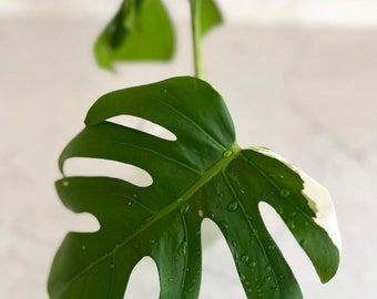 May include: A variegated Monstera plant with a large, green leaf with white variegation. The leaf has water droplets on it.