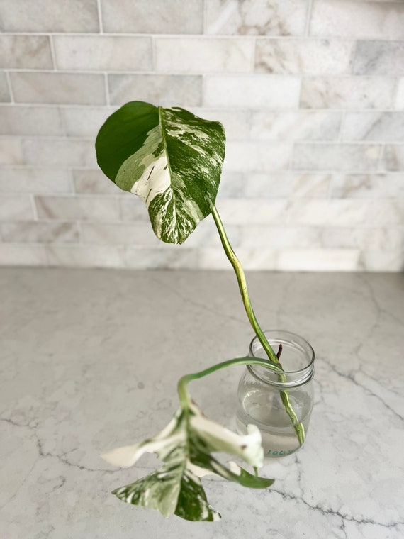 High White Stem - Variegated Monstera Cutting - 2 Mature Leaves - White  Monstera Deliciosa Cuttings - Etsy