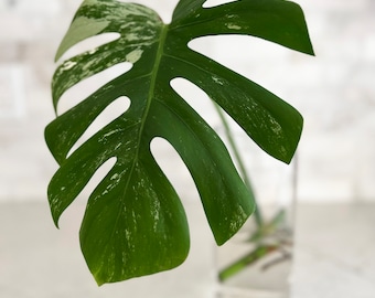 Large Leaf Variegated Monstera Cutting - 1 Large Mature Leaves - White Monstera Deliciosa Cuttings
