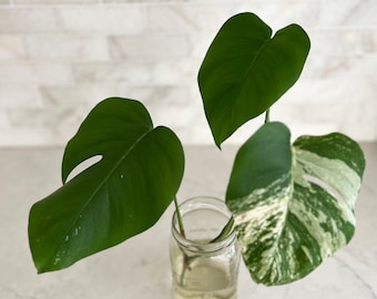 Beautiful Variegated Monstera Cutting - 3 Mature Leaves - One Perfect White Variegation Blend - White Monstera Deliciosa