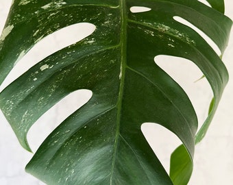 White and Green Monstera Plant For Sale - Variegated Monstera Cutting - 1 Large Leaf with a solid variegated stem