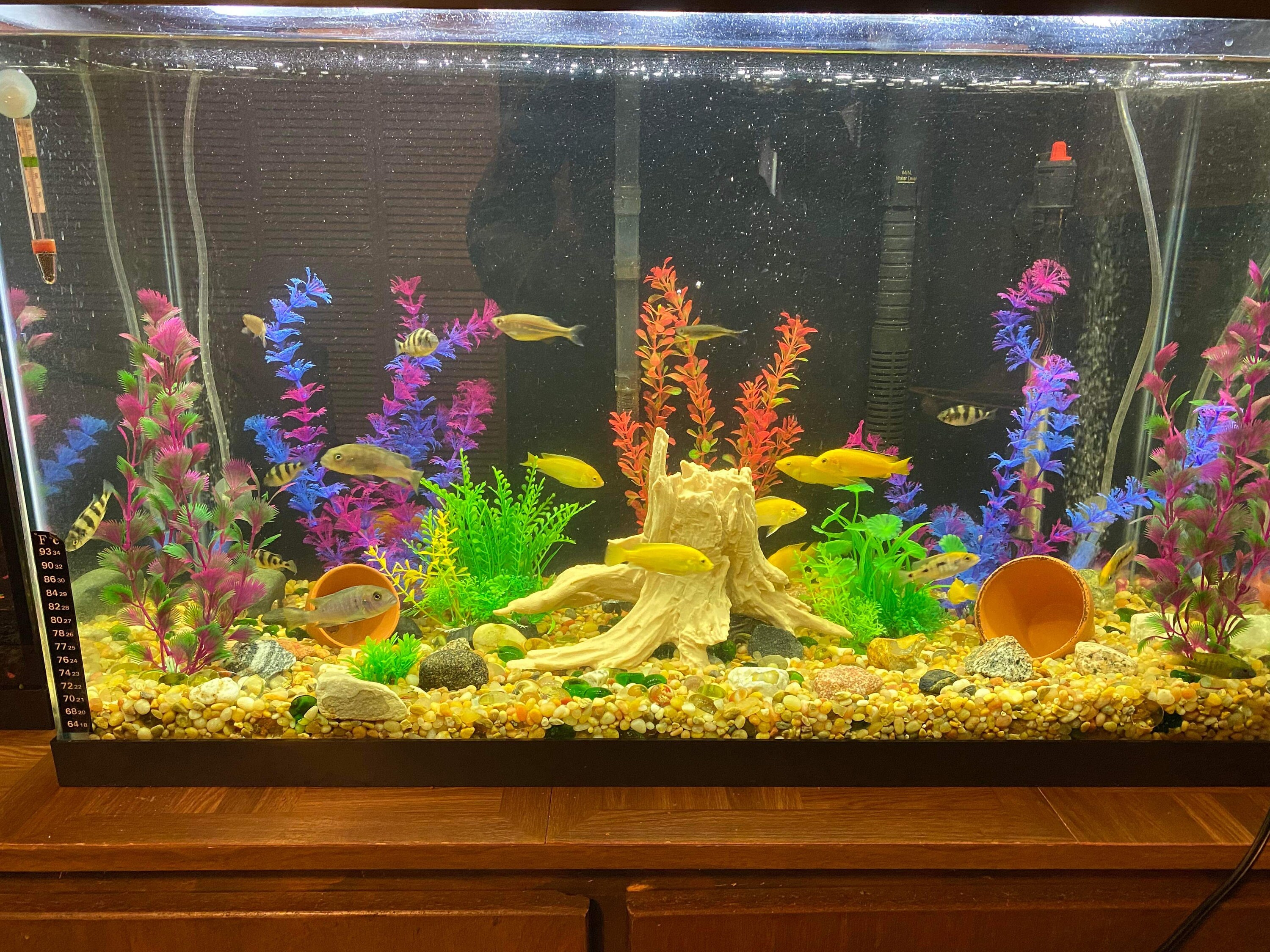 Curated visual reference: Picture Idea: Drift Wood Decor Petg 3D Printed Reef Safe