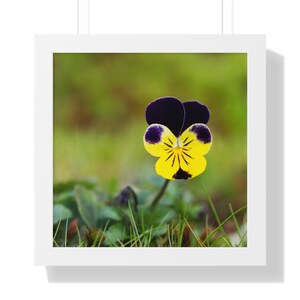 Framed Pansy Flower Print: Purple and Yellow Botanical Wall Art