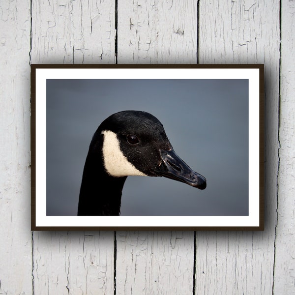 Canadian Goose A4 Glossy Print | Bird Photography | Animal Photography | Bird Wall Art | Wildlife Photography | Nature Wall Decor