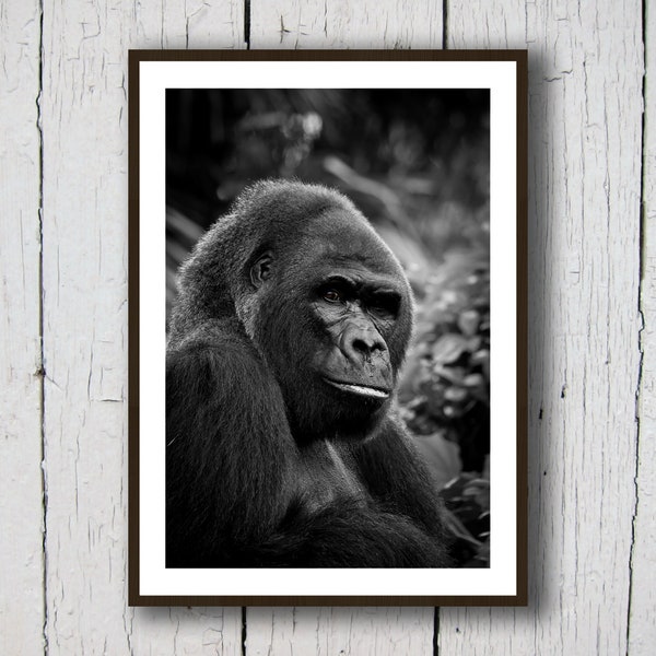 Gorilla Portrait Black And White A4 Glossy Print | Animal Photography | Wildlife Photography | Ape Photo | Gorilla Wall Art | Nature Print