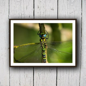 Dragonfly Photography A4 Glossy Print | Insect Photography Print | Wildlife Photography | Vibrant Fine Art Print | Dragonfly Photo Print