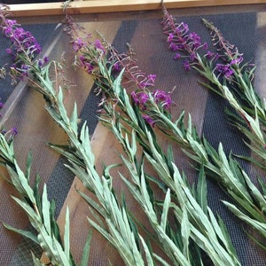 May include: Five sprigs of purple fireweed flowers with green leaves drying on a wire mesh screen.