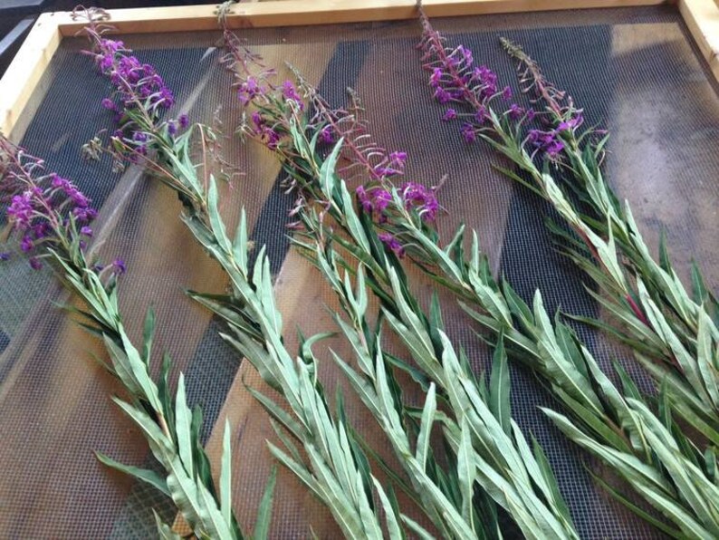 May include: Five sprigs of purple fireweed flowers with green leaves drying on a wire mesh screen.