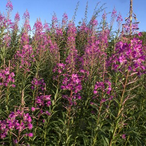 May include: A field of tall, pink wildflowers with green stems and leaves. The flowers are in full bloom and the sky is blue.