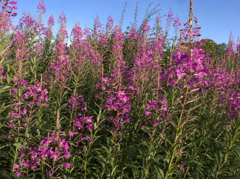 May include: A field of tall, pink wildflowers with green stems and leaves. The flowers are in full bloom and the sky is blue.