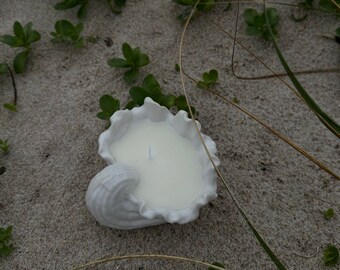 Wavy seashell