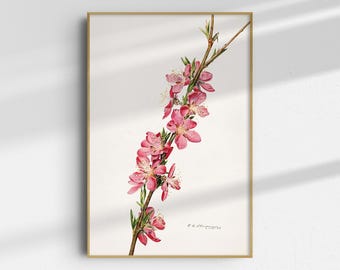 Lámina botánica: Flores de durazno - Decoración de pared primaveral (Impresión giclée)