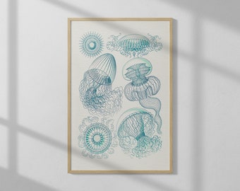 Jellyfish (Leptomedusae-Faltenquallen) by Ernst Haeckel (1904) | High Quality Print | Vintage Wall Art