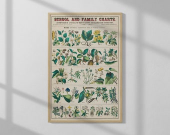 Plants Chart by Marcius Willson and Norman A. Calkins (1890) | High Quality Print | Vintage Wall Art