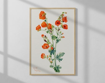 Scarlet Globe Mallow by Mary Vaux Walcott (1927) | High Quality Print | Vintage Poster