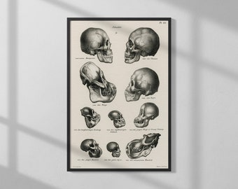 Human Monkey and Ape Skulls by Schinz de Visser (1845) | High Quality Print | Vintage Wall Art