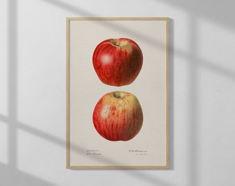 Apples by Royal Charles Steadman (1921) | High Quality Print | Vintage Wall Art